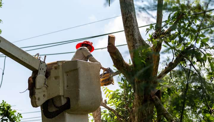 Tree care and maintenance services in Newnan