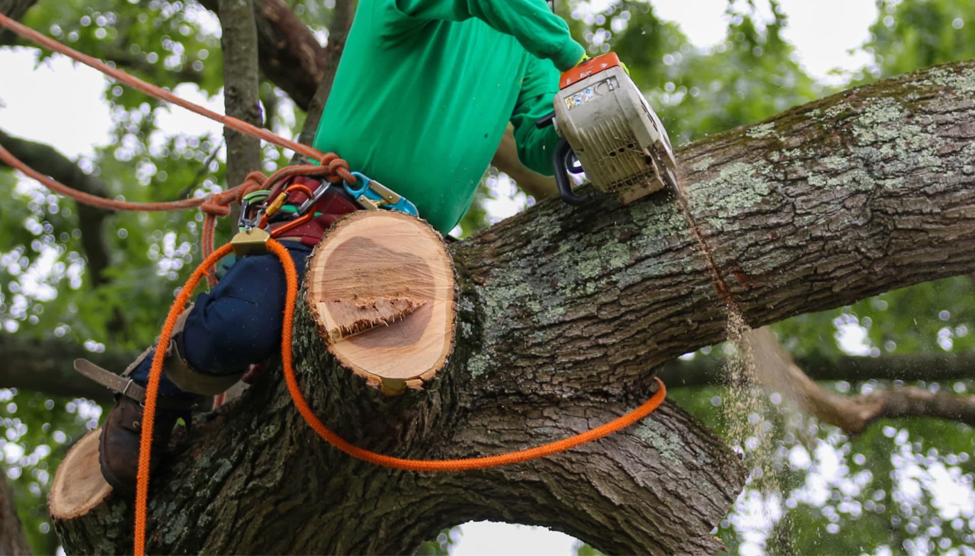 Shed your worries away with best tree removal in Newnan