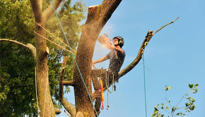 Get rid of tree problems with the expert tree removal contractors in Newnan