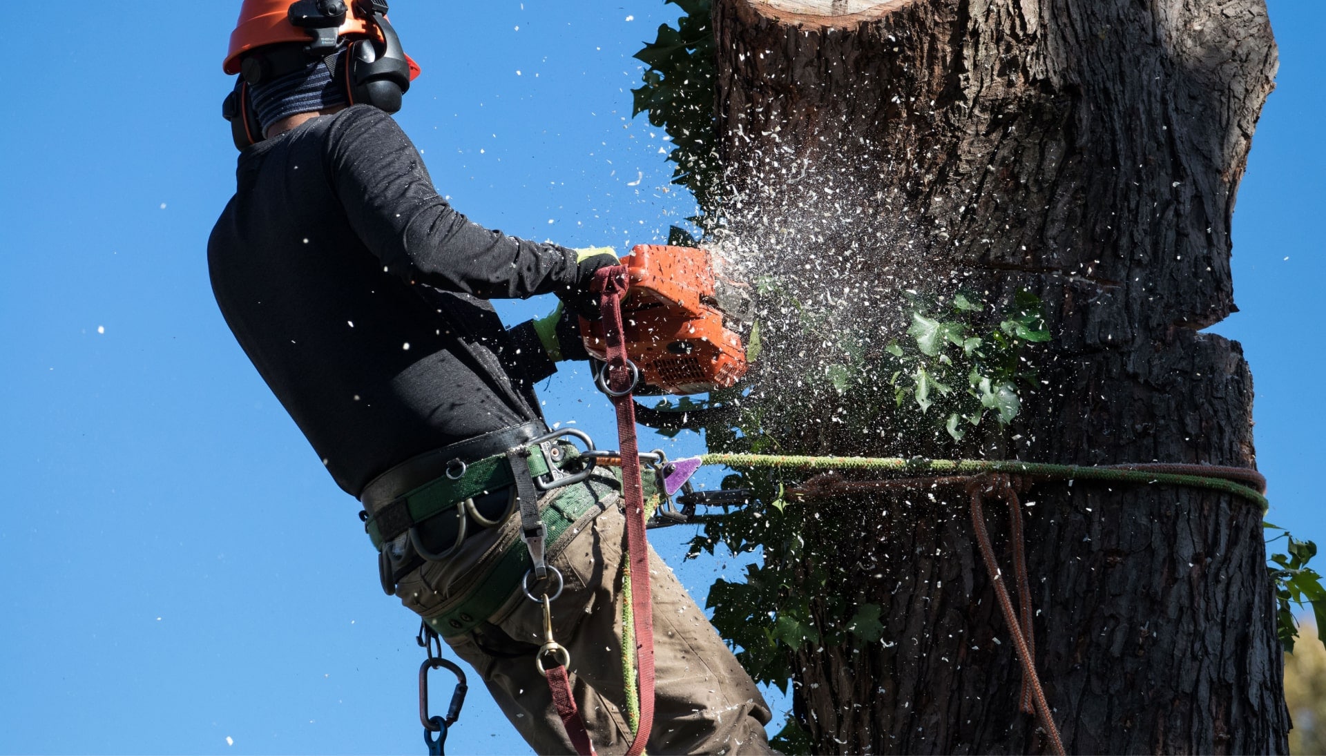 Professional Tree removal solutions in Newnan
